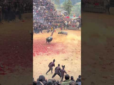 Sensitive cow, perfectly dodging the attack#bullfighting  #bull #animals #cow #funny