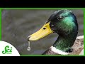 Understanding Duck Feathers and Their Water-Repellent Properties