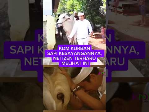 KDM KURBAN SAPI KESAYANGANNYA, NETIZEN TERHARU MELIHAT INI #dedimulyadi#kurban#shorts