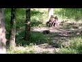 American Red Wolf Conservation Status