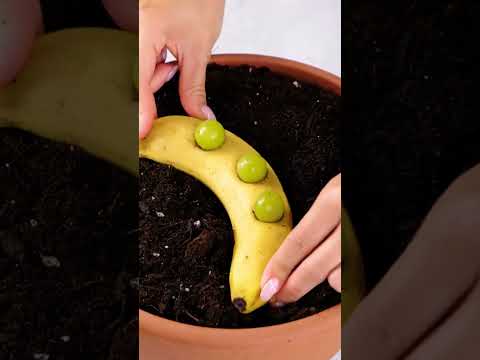 If you're not doing THIS to bananas, you're not a real gardener 🍌🌱
