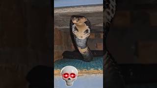 Why Do Snakes Flick Their Tongues