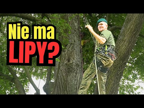 72-letni ROMEK pierwszy raz wspiął się na DRZEWO. "Bał się KOBIET i WÓDKI, ale nie burzy"