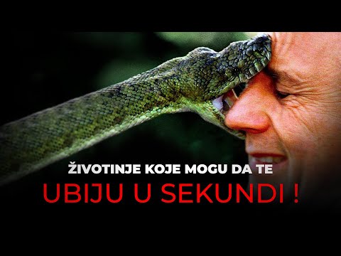 Ovih 6 životinja mogu da te UBIJU U TRENUTKU! #1 je Najstrašnija!