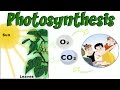Plant Structure and Functions