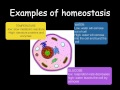 Excretory Systems and Homeostasis Concepts