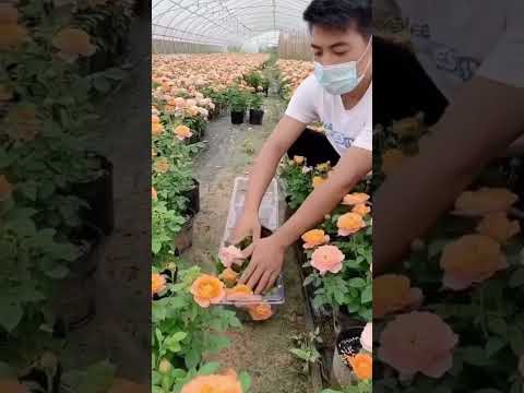 Thông minh ghê #cácloạihoahồng #hoahồng #cáchchămsóchoahồng