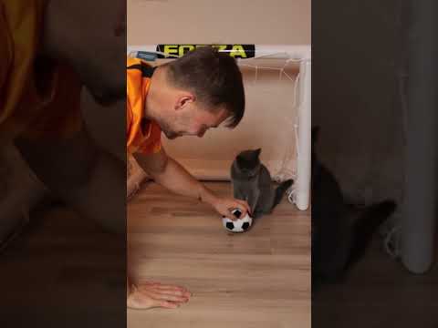 I Trained My Cat To Become A Goalkeeper ??‍⬛ #shorts