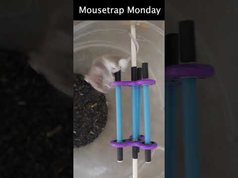 Catching Mice With A Fidget Spinner Trap.
