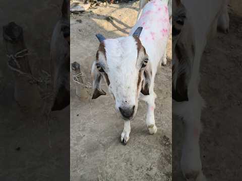 gota cute puppy baby #shortvideo #viral#bakar