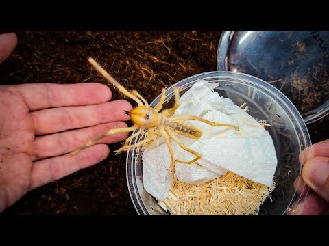 HUGE Venomous Arachnid UNBOXING...