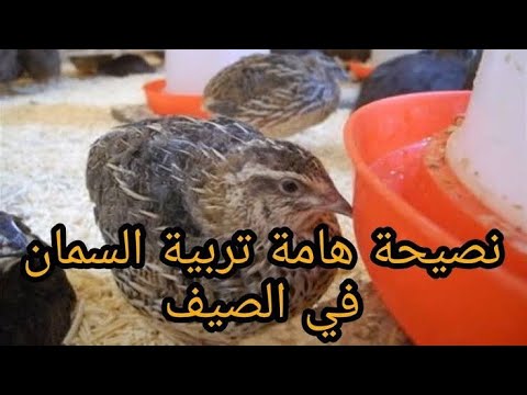 🚫 لا تبدأ مشروع تربية طائر السمان في الصيف! ⚠️ أخطاء يقع فيها المبتدئون .