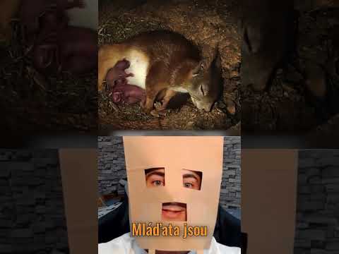 Veverčí máma #shorts #funny #humor
