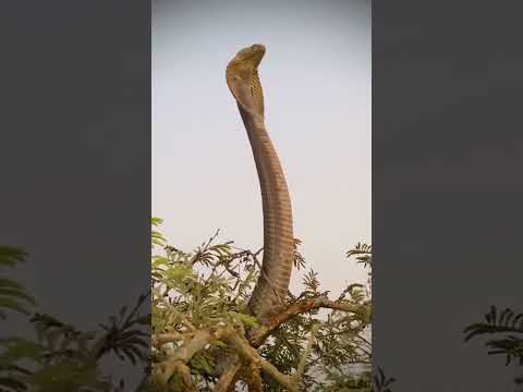 #shortvideo #shorts #video #subscribe #snake #snakevideo #youtubeshorts #youtube #explore #reels