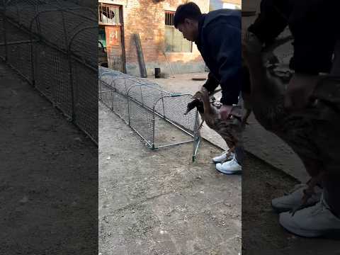 Modern 🐔Portable Chicken Run Cage with PVC Frame and Wire Mesh🦢🐓