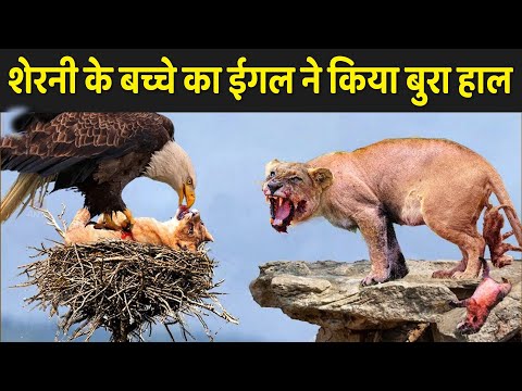 शेरनी के बच्चे का ईगल ने किया बुरा हाल | Wildlife Animals Fight Video