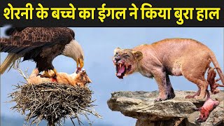 शेरनी के बच्चे का ईगल ने किया बुरा हाल | Wildlife Animals Fight Video