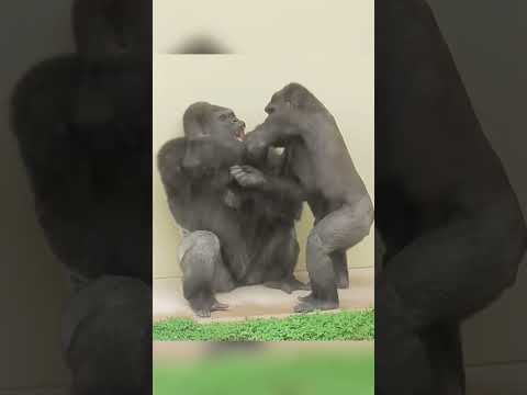 Annie is worried about! Shabani and Kiyomasa's rampage!  #fyp #fypシ #mypet #foryou #foryoupage