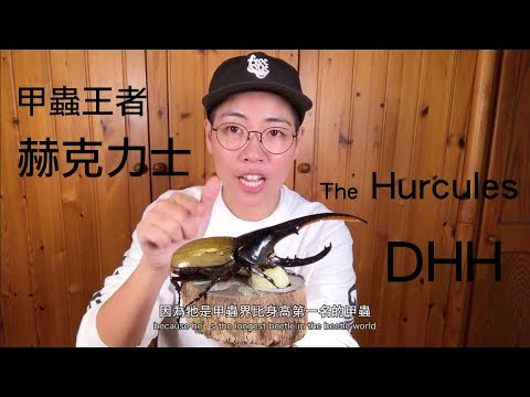 昆蟲擾西上課了！甲蟲王者~赫克力士 The Hercules DHH - YouTube