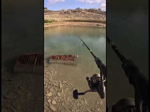 BIG Fish in Drum !!!