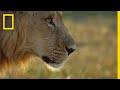 Lion Pride Dynamics and Hunting Techniques
