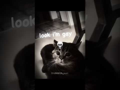 Talking cat ๐๐ฅ | part 2 #talking #cat #viralshorts #edit #kamriyaxxx