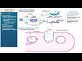 Cardiac Muscle Function and Mechanisms