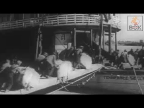 Loading Cotton Bales on a Steamboat : A Depression - Era Perspective