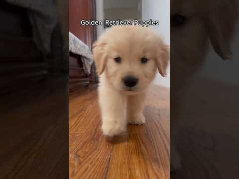 You can't possibly hate them❤️🩹🐶🐾 #goldenretriever #puppy #pets #cutedog #retriever #viral #fypシ