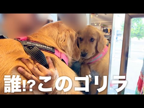 鏡に映る自分の姿に戸惑いが戸惑いを隠しきれない犬...【ゴールデンレトリバー•ボーダーコリー】