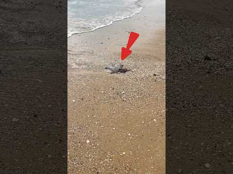 WOW! Watch how i saved this octopus #shorts