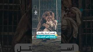 أمسكه الأسد بين مخالبه.. اللحظة التي كادت تنهي حياة مروض جزائري