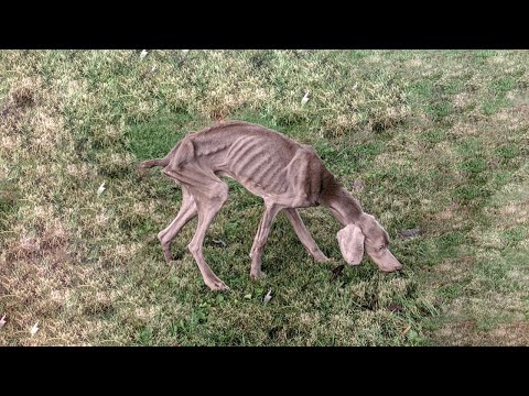 Skinny Dog Starving Because It Can't Find Food... Only Knows How To Eat Grass To Survive Every Day