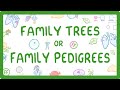 Understanding Family Trees and Cystic Fibrosis