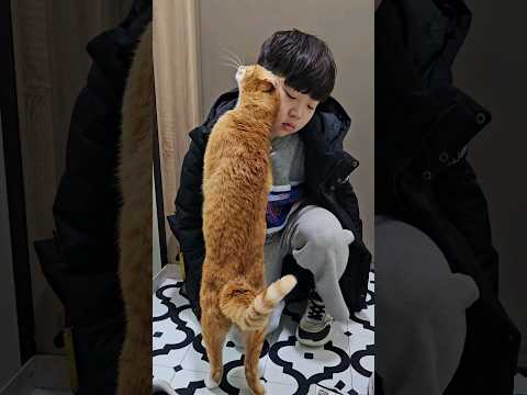 개학과 동시에 시작된 현관문 고양이세수💛 #개냥이 #고양이 #고양이애교