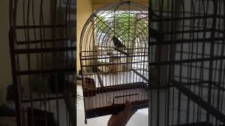 #picolet #breeding #birds #pets. #beetlejuice #fyp #viral #trending #animals #nature #breed