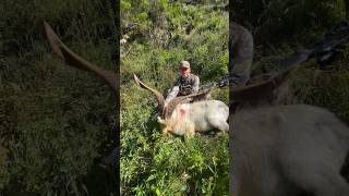 Absolute UNIT of a wild billy(33 4/8”) #wildlife #newzealand #nature #goat #65creedmoor #animals