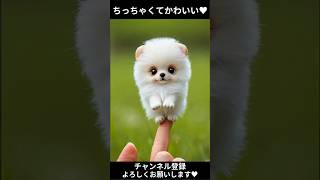 指先に乗るちっちゃくてかわいいワンコ♥ちいかわな動物たち #adorablepuppy #cuteanimals #cutepuppy #petlovers #miniaturedog