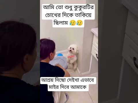 আশ্রয় দিছো দেইখা এভাবে মাইর দিবে আমাকে 😥 #reels #funny #sad #dog #youtubeshorts #shorts #instagram