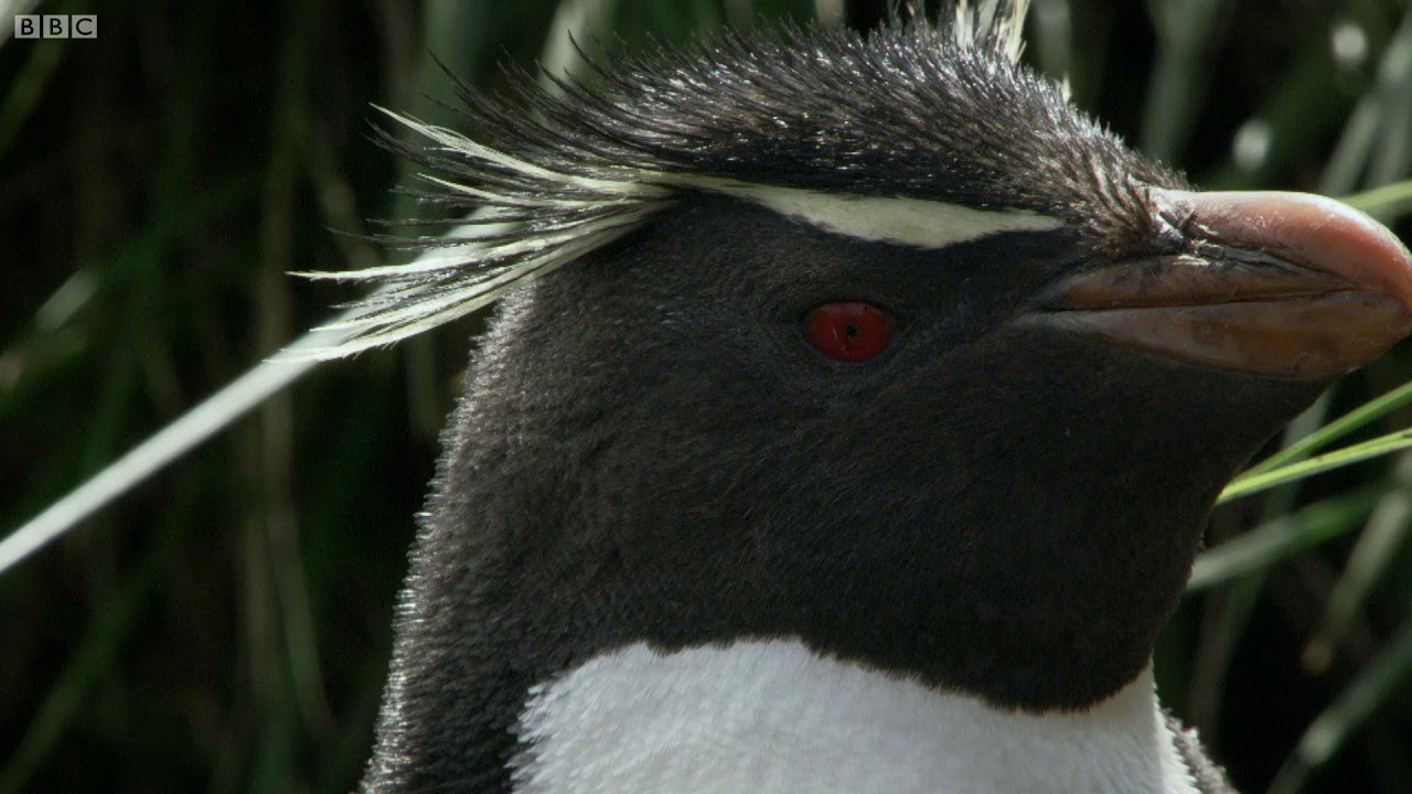 Hilarious Penguins Learn To Climb Wild Patagonia BBC Earth