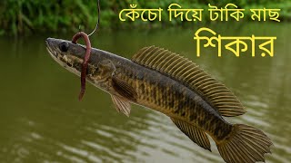 কেঁচো দিয়ে টাকি মাছ ধরার সহজ কৌশল|টাকি মাছ ধরার ভিডিও |Village Fishing 