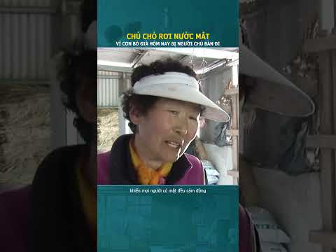 Chú chó nhỏ rơi giọt nước mắt buồn bã