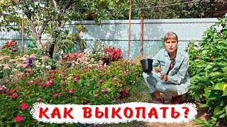 Как выкопать пеларгонию из открытого грунта? Как пересадить пеларгонию в горшок из грунта?