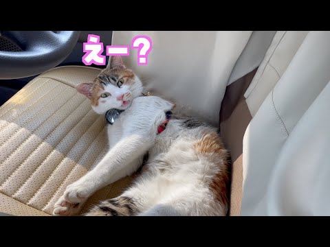 猫と車中泊すると起きること12選🐱