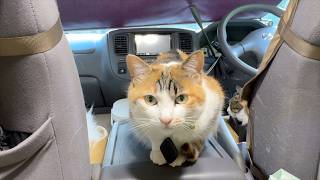 猫と車中泊すると起きること12選🐱