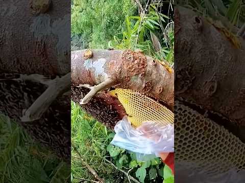 Siêu phẩm của rừng, thợ lấy mật quá khéo #shortvideo #sieupham #sieuphamrung #matong #matongrung