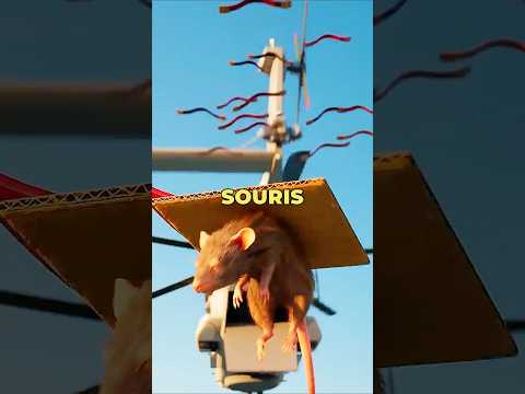 Comment des souris ont sauvé une jungle des coupures de courant 🐁