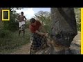 Bee Behavior and Honey Harvesting