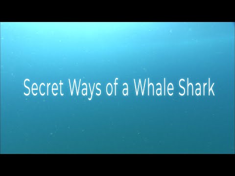 THE SECRET WAYS OF A WHALE SHARK TEASER