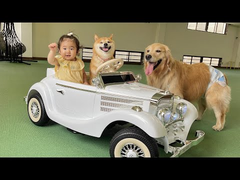 どうしても1歳児の運転する車に同乗したいゴールデンレトリバーが可愛すぎました